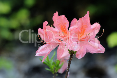 Rhododendron in Blossoming