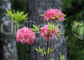 Rhododendron in Blossoming