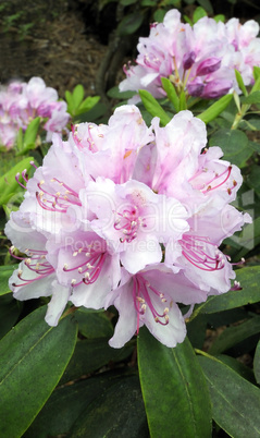 Rhododendron in Blossoming