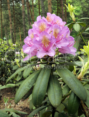 Rhododendron in Blossoming