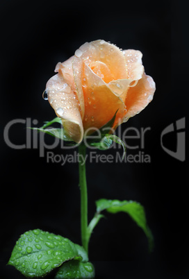 Rain droplets on a fresh rose flower