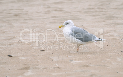 seagull