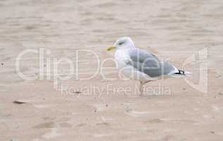 seagull