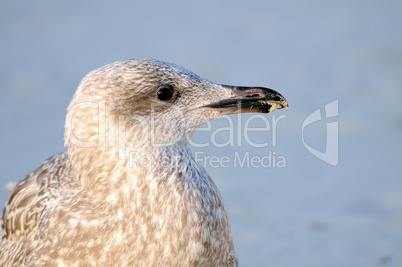 Seagull