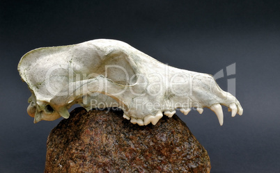 Skull of a predator