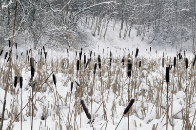 Snow on a cane, lake in forest.