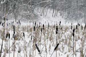 Snow on a cane, lake in forest.