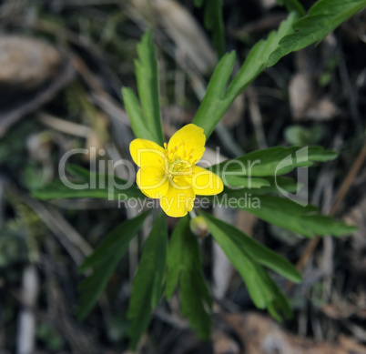 Yellow spring flower