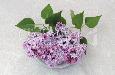 Still-life with lilac