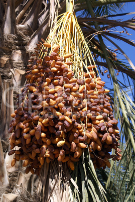 Dates on the tree