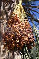 Dates on the tree