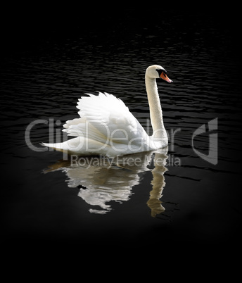 Mute swan