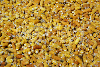 Dry corn