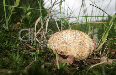 Gemeiner Kartoffelbovist