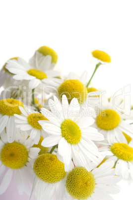 Chamomile