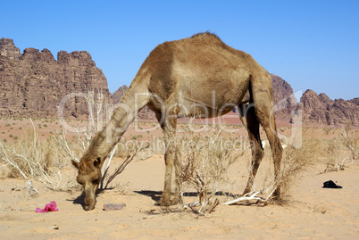 Big camel