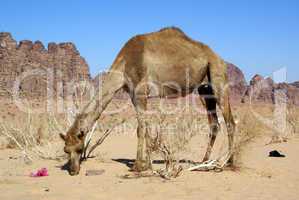 Big camel