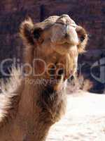 Cute face of camel