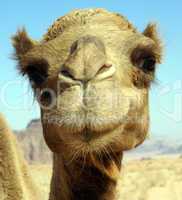 Face of camel