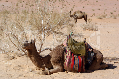 Bush and two camels