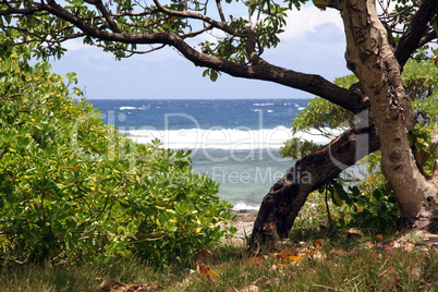 Bush and tree on the beach