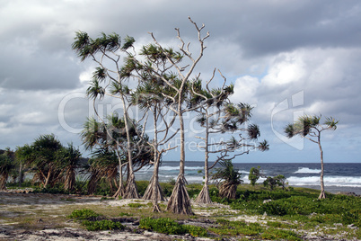 Cloud, wind and palm trees