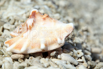 Shell