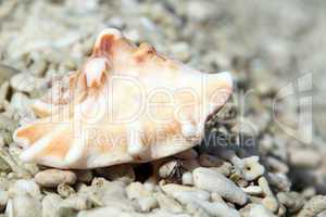 Shell