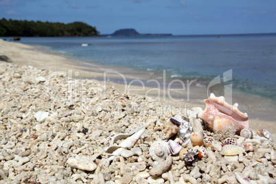 Shells and corals on the beach