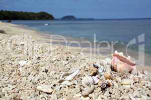 Shells and corals on the beach