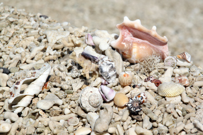 Corals and shells