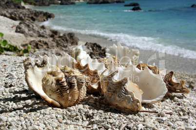 Shells