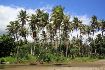 Palm trees