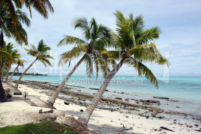 Palm trees and beach