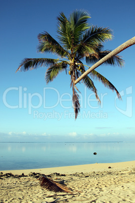 Palm tree on the beach