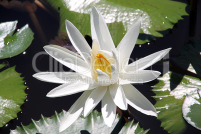 White lotus