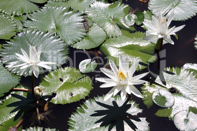 White lotus