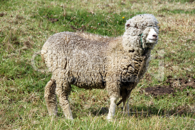 Merino sheep