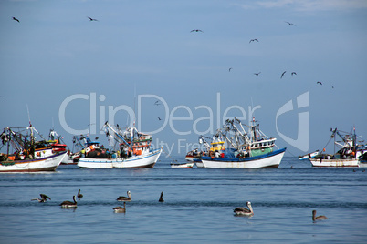 Pelicans and fishing boats
