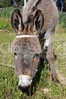 Head of donkey