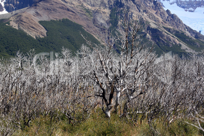 Dry trees