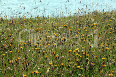 Yellow wild flowers