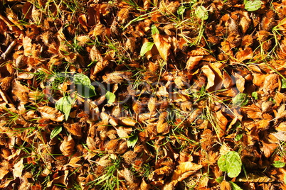 Buchereckern am Waldboden