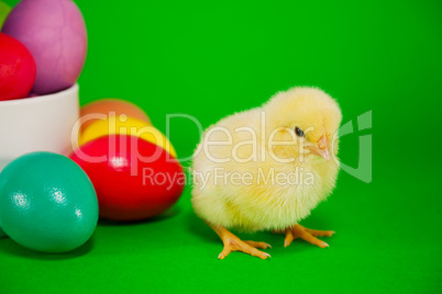 Basket with the Easter eggs and small yellow chicken