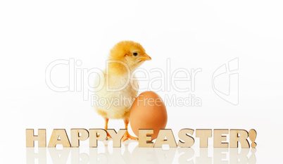 Newborn chicken with yellow egg