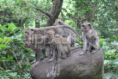 Monkey forest in Ubud