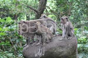 Monkey forest in Ubud