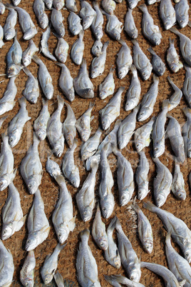 Dry fish