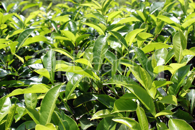 green tea leaves