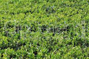 Green tea bush